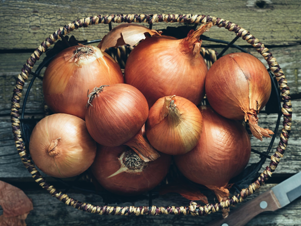 Organic farming of Onion